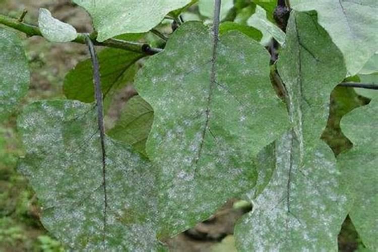 茄子肥害怎么办