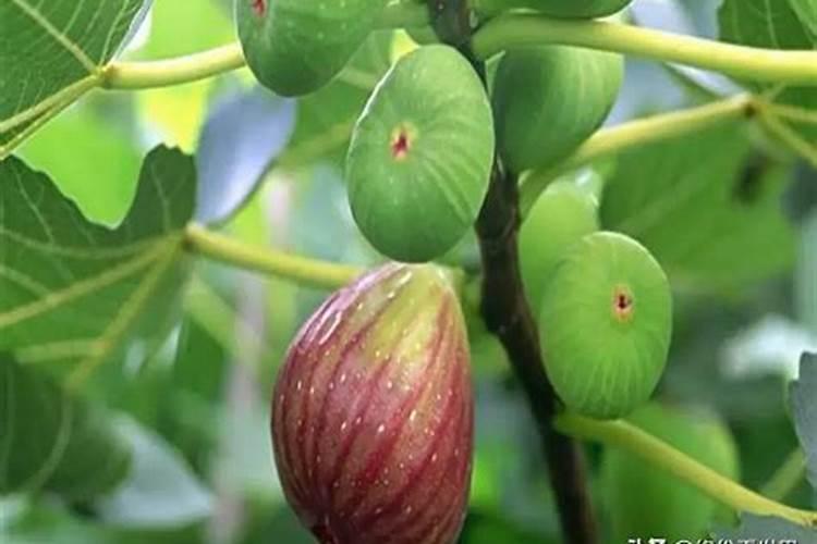 葫芦种子怎么种