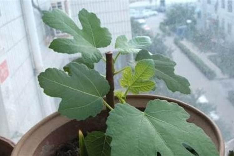 叶面阻控剂硒含量超过国家规范标准