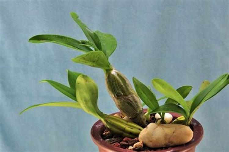 石斛如何浇水施肥