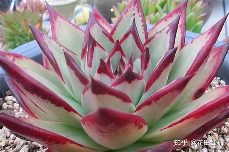 多肉乌木的养殖方法和注意事项