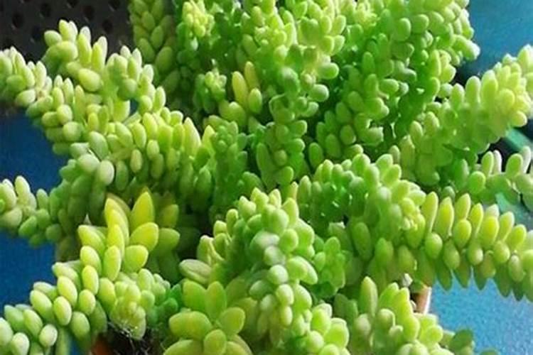 小麦施肥的正确方法