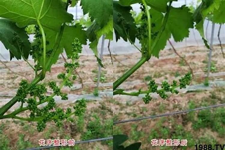 桃树一年要施几次肥 桃树如何施肥