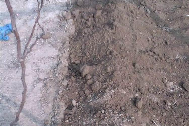 有机肥怎么施肥 有机肥如何施肥