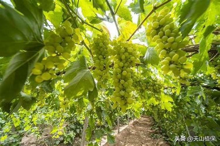 葡萄浇什么肥料根茎长得快