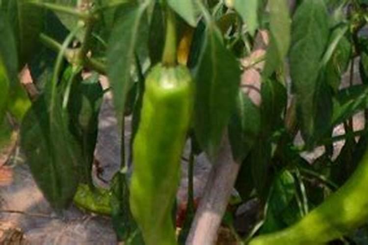 没肥料怎么种植辣椒