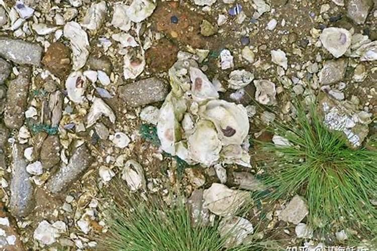 生蚝壳能不能放入月季花？