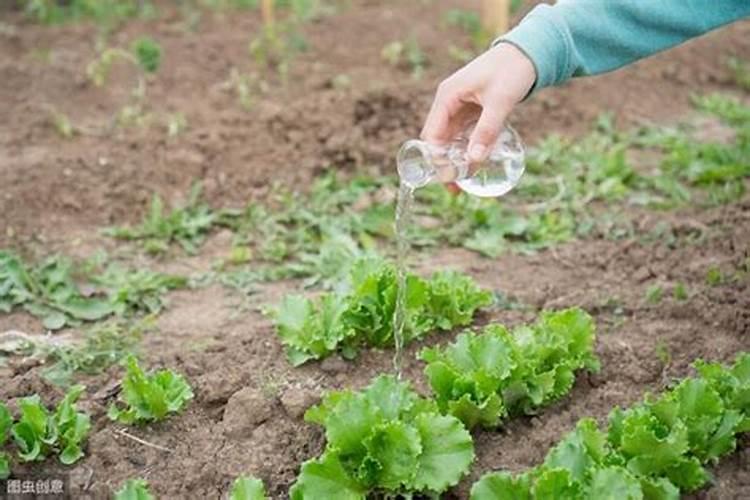 常见的叶面肥有哪些？叶面肥都有几大类？