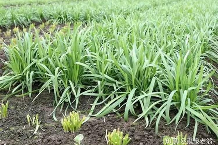 怎样判断鱼蛋肥的好坏