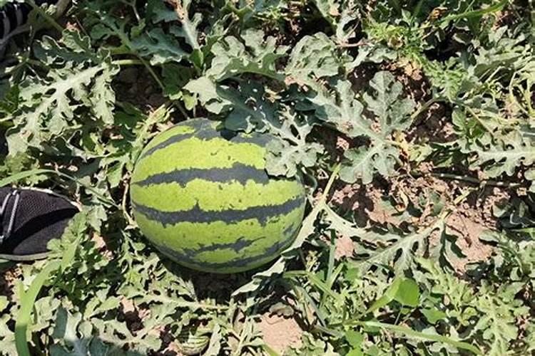 西瓜中白色颗粒晶体是啥