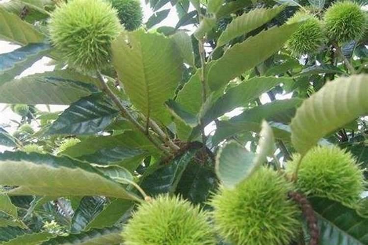 栗子怎样储存硼肥如何正确使用 栗子怎样储存硼肥怎样正确使用