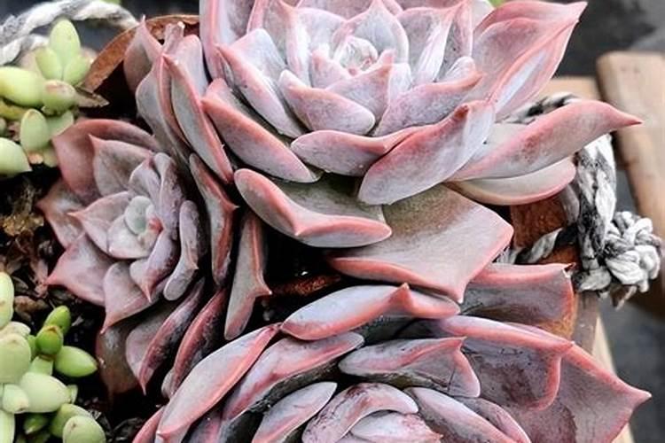 多肉植物可以施氮肥吗 多肉植物能施氮肥吗