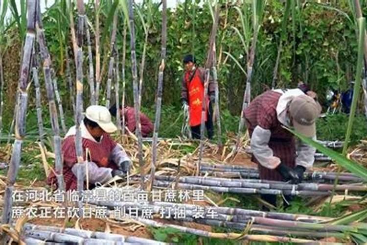 芸苔素内酯的效果