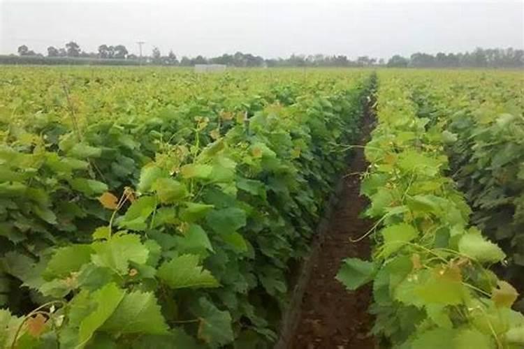 辽宁沈阳特产:永乐葡萄