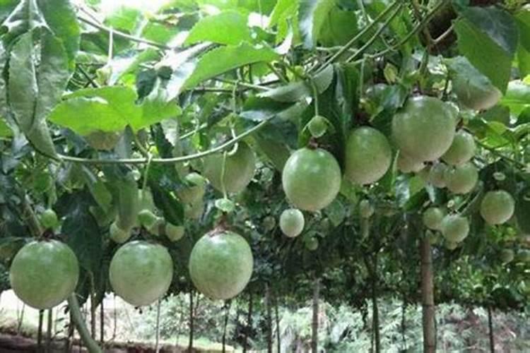 掉头发是缺少什么微量元素