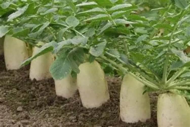 吃胡萝卜虾皮粥能不能吃醋酸钙