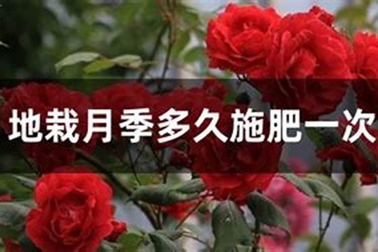 柠檬树有花苞了需要施什么肥