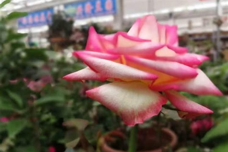 月季施什么肥开花最好