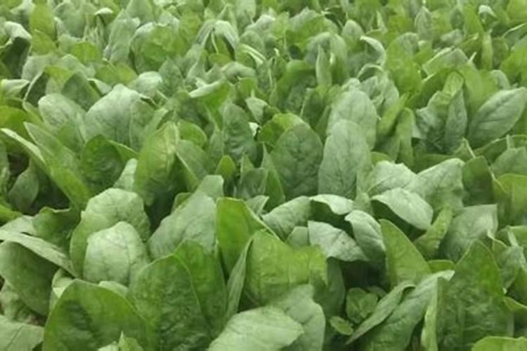 瓜果蔬菜叶面肥的正确使用方法(什么时候打叶面肥好)