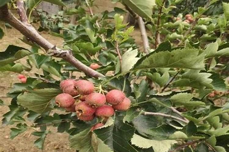 山楂树用什么肥料最好