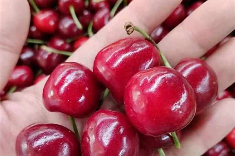 茉莉的养殖用什么肥料 茉莉的养殖用什么肥料呢