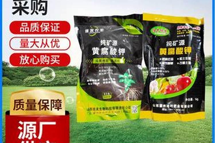 柚子的科学施肥技术