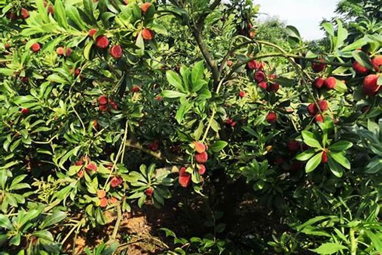 蔬菜发生肥害了怎么办及预防措施？