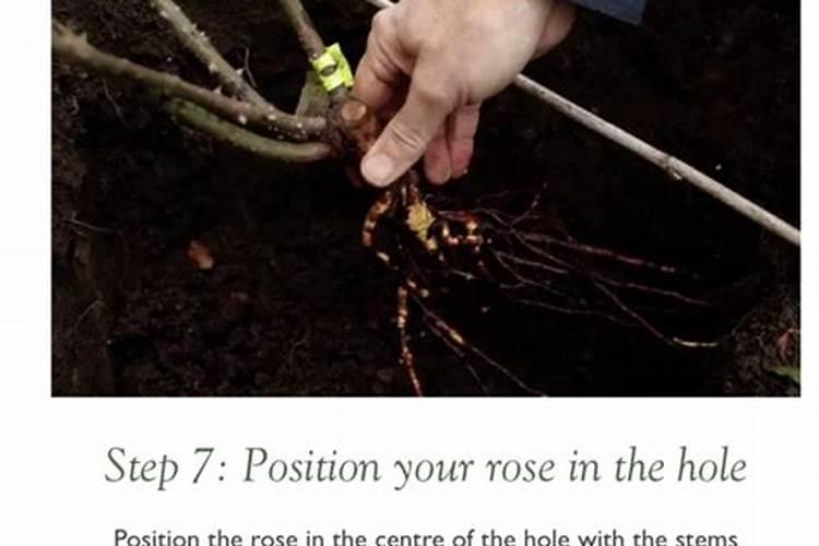 月季冬季怎么施底肥