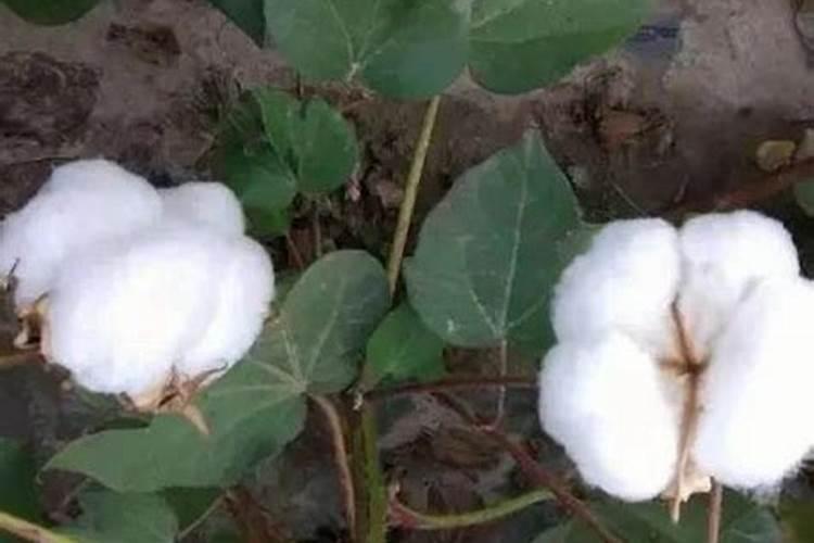 兰花用什么肥可以多开花,自制兰花肥料方法