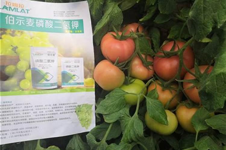 山药中后期管理技术是什么