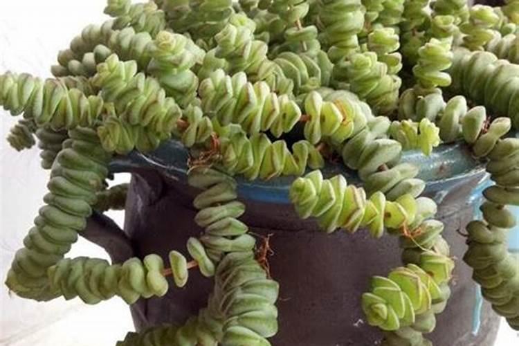 多肉钱串怎么养肥