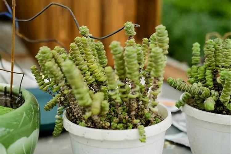 多肉植物钱串子怎么养才长得好 多肉植物钱串子如何养才长得好