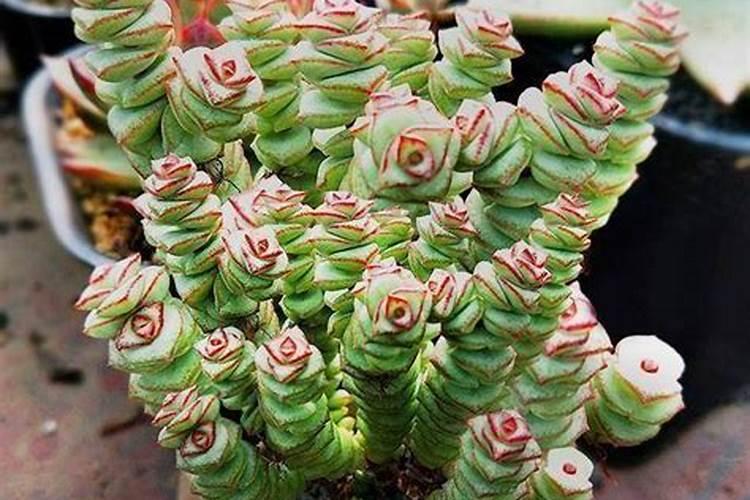 怎样养多肉钱串子