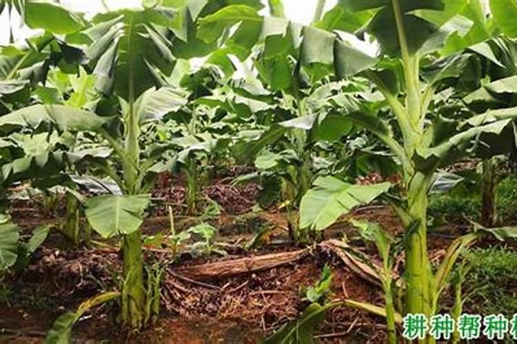 甘蓝主要的施肥方式是什么？甘蓝的变种有哪些？