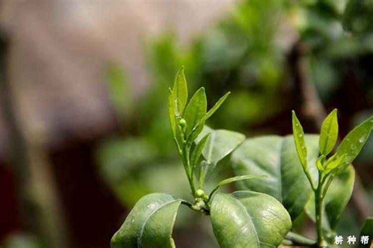 柑橘苗叶面肥施药方法