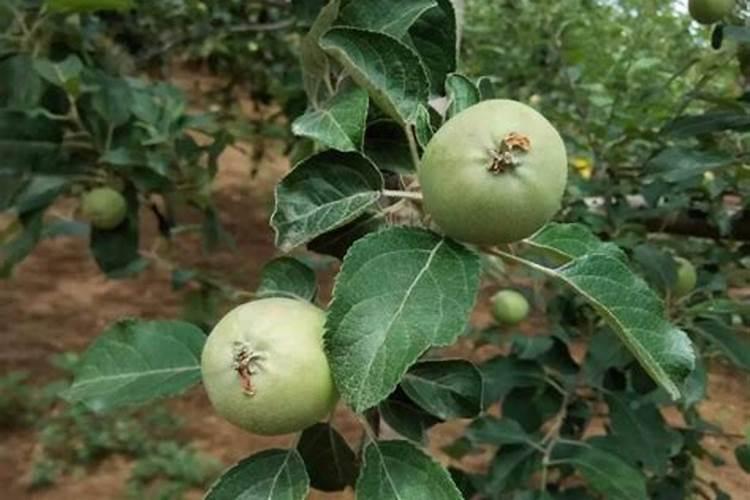 苹果树不开花怎么办