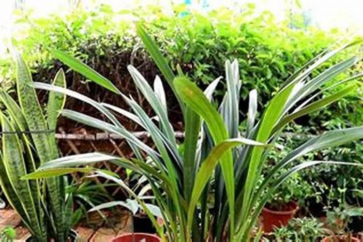 墨兰施什么肥料,墨兰什么时候可以施肥