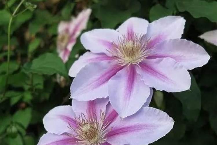 海藻的功效与作用