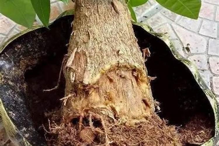 发财树的枝子泡在水里能生根吗？