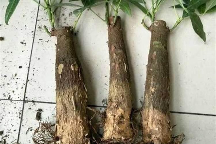 发财树生根要多久 “发财树生根需要多长时间？”