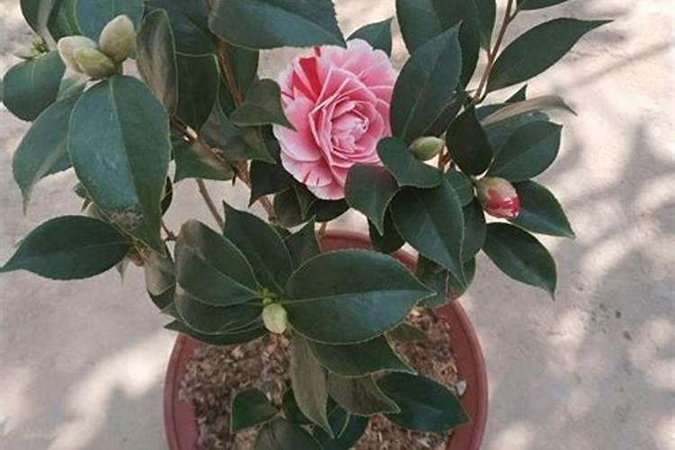 茶花如何施氮肥长得好