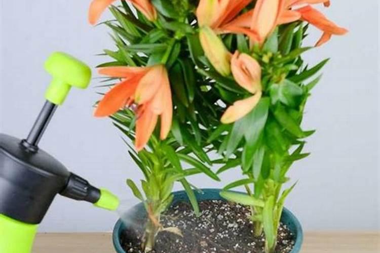 盆栽百合花怎么施肥