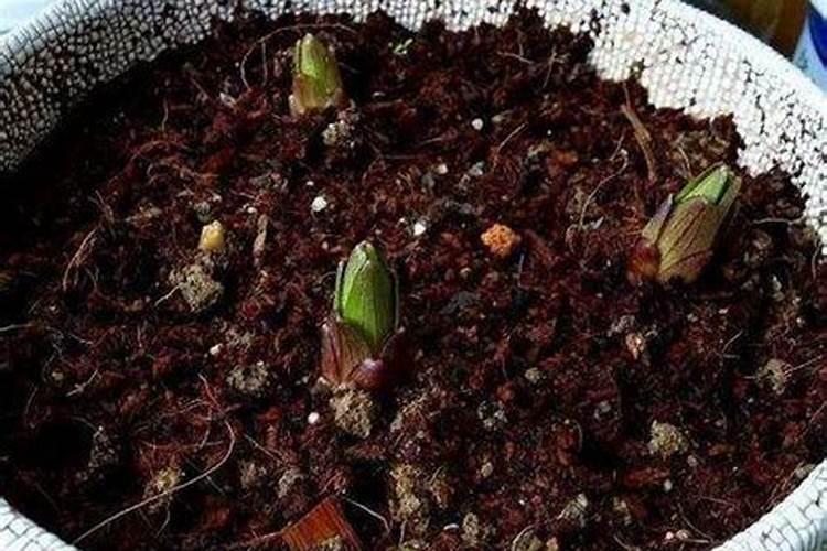 百合花谢了以后怎么处理来年再开