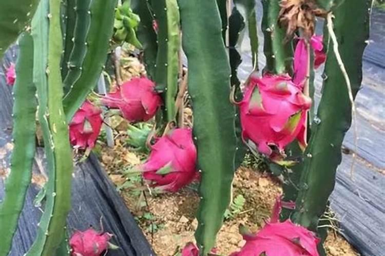 火龙果最佳施肥方法