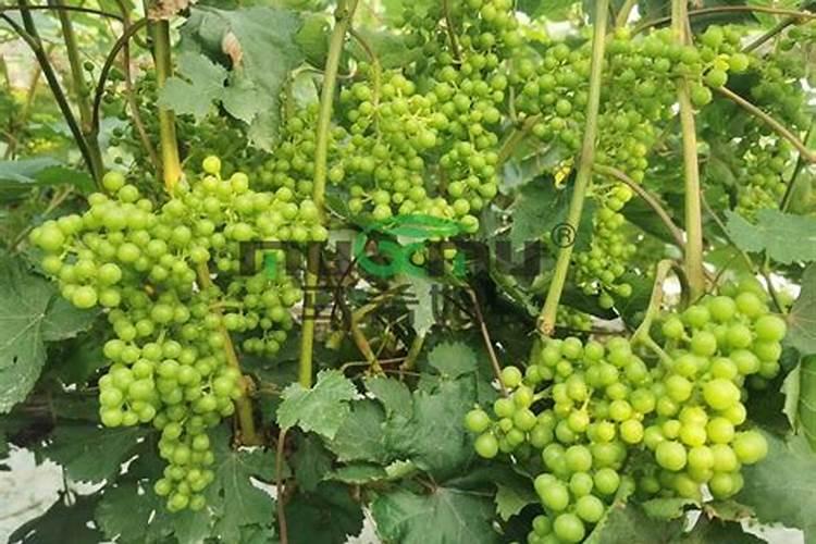 种植葡萄需要怎么施肥