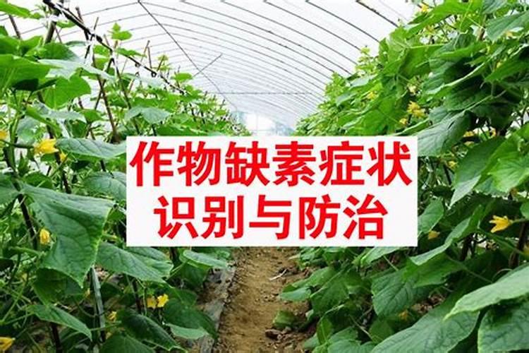 芥兰菜怎么种植