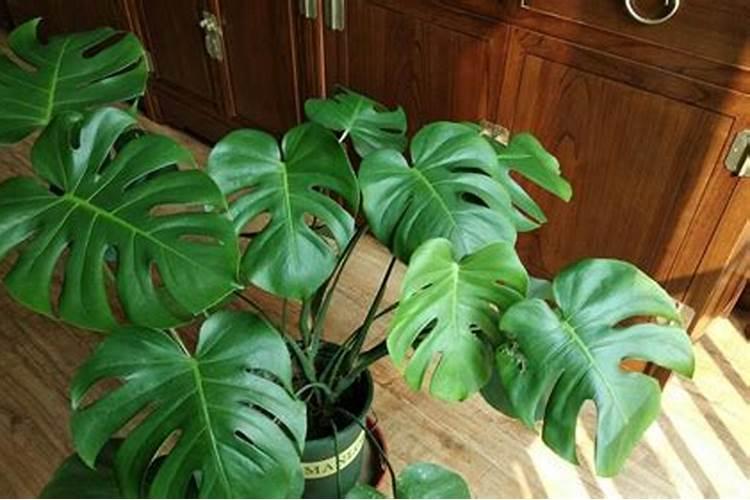 龟背竹施什么肥最好