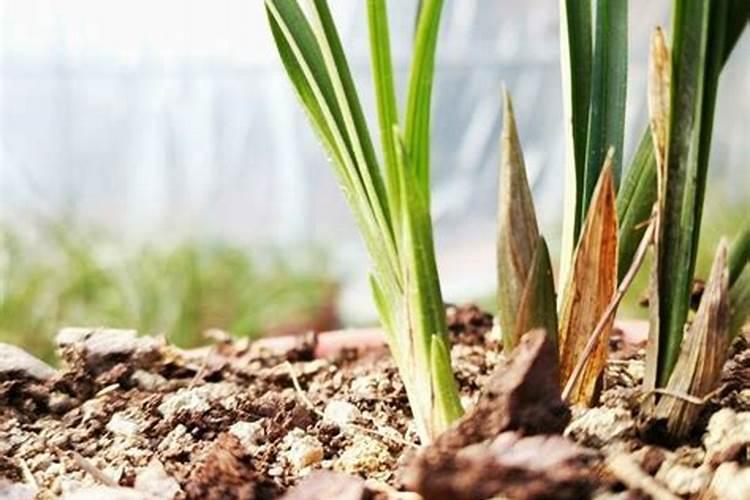 冬季兰花施肥时间和方法