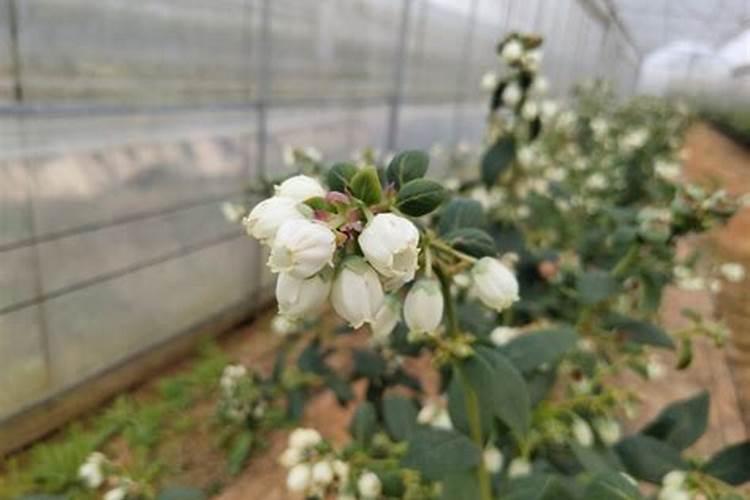 怀宁元火火蓝莓栽培管理技术:蓝莓花期如何进行管理？