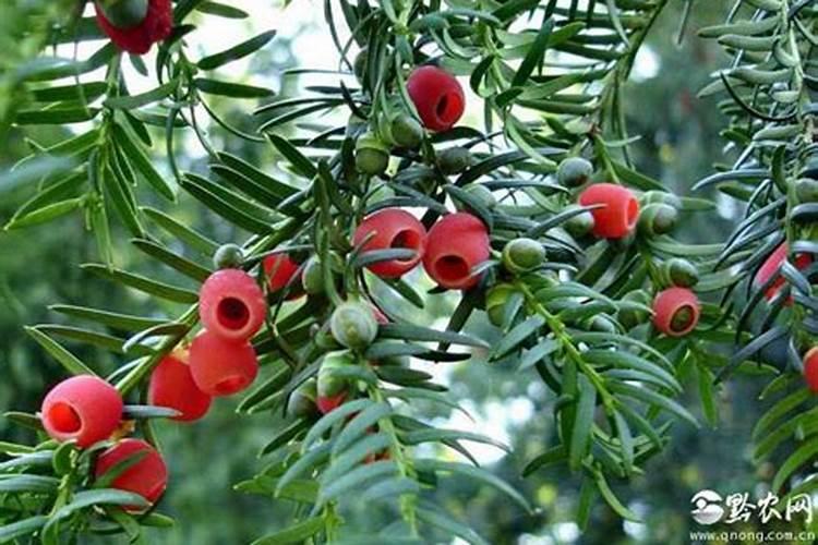 南方红豆杉喜欢什么肥